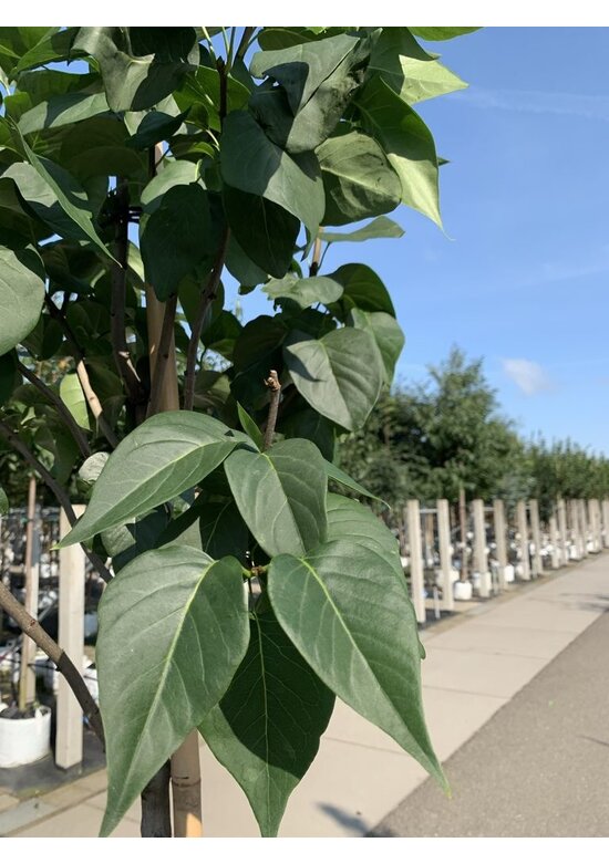 Edelflieder 'Andenken an Ludwig Späth' | Syringa vulgaris 'Andenken an Ludwig Späth'