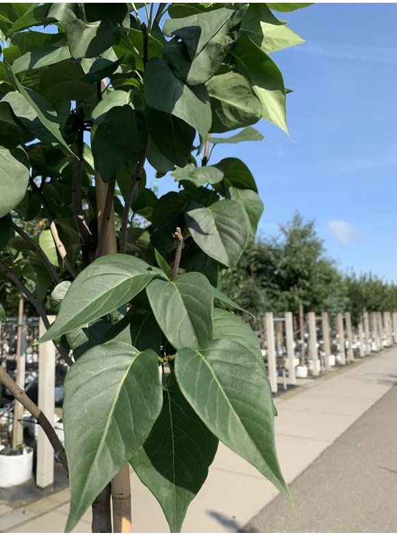 Edelflieder 'Andenken an Ludwig Späth' | Syringa vulgaris 'Andenken an Ludwig Späth' Edelflieder 'Andenken an Ludwig Späth' | Syringa vulgaris 'Andenken an Ludwig Späth'