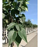 Edelflieder 'Andenken an Ludwig Späth' | Syringa vulgaris 'Andenken an Ludwig Späth'