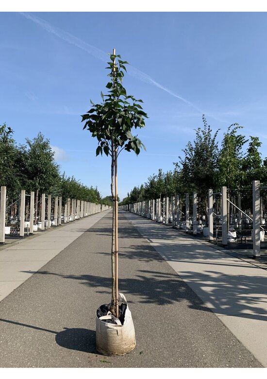 Edelflieder 'Andenken an Ludwig Späth' | Syringa vulgaris 'Andenken an Ludwig Späth'