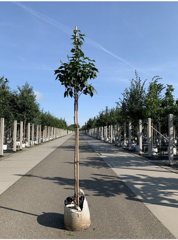 Edelflieder 'Andenken an Ludwig Späth' | Syringa vulgaris 'Andenken an Ludwig Späth' Edelflieder 'Andenken an Ludwig Späth' | Syringa vulgaris 'Andenken an Ludwig Späth'