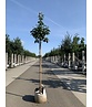 Edelflieder 'Andenken an Ludwig Späth' | Syringa vulgaris 'Andenken an Ludwig Späth'