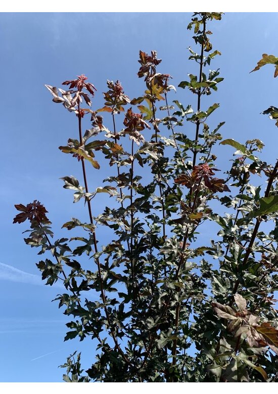 Feldahorn 'Red Shine' | Acer campestre 'Red Shine'