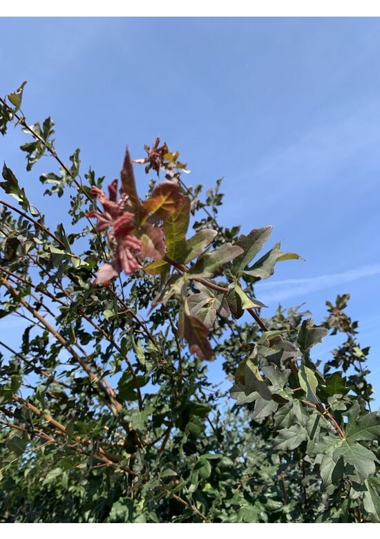 Feldahorn 'Red Shine' | Acer campestre 'Red Shine'