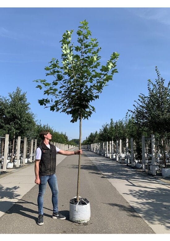 Berg-Ahorn 'Bruchem' | Acer pseudoplatanus 'Bruchem'