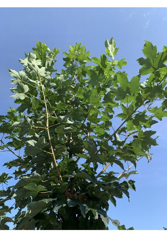 Berg-Ahorn 'Bruchem' | Acer pseudoplatanus 'Bruchem'