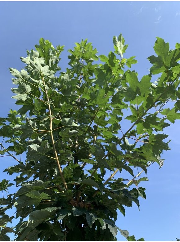 Berg-Ahorn 'Bruchem' | Acer pseudoplatanus 'Bruchem' Berg-Ahorn 'Bruchem' | Acer pseudoplatanus 'Bruchem'