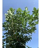 Berg-Ahorn 'Bruchem' | Acer pseudoplatanus 'Bruchem'