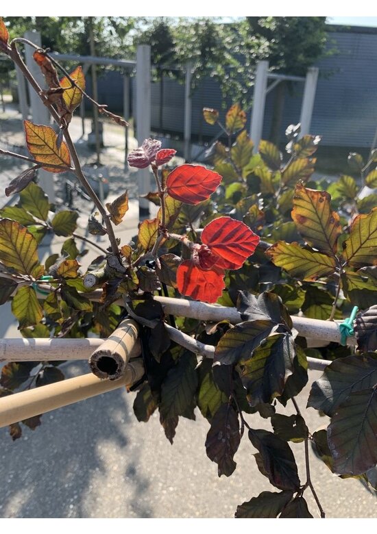 Blutbuche - Spalierbaum | Fagus sylvatica 'Purpurea'