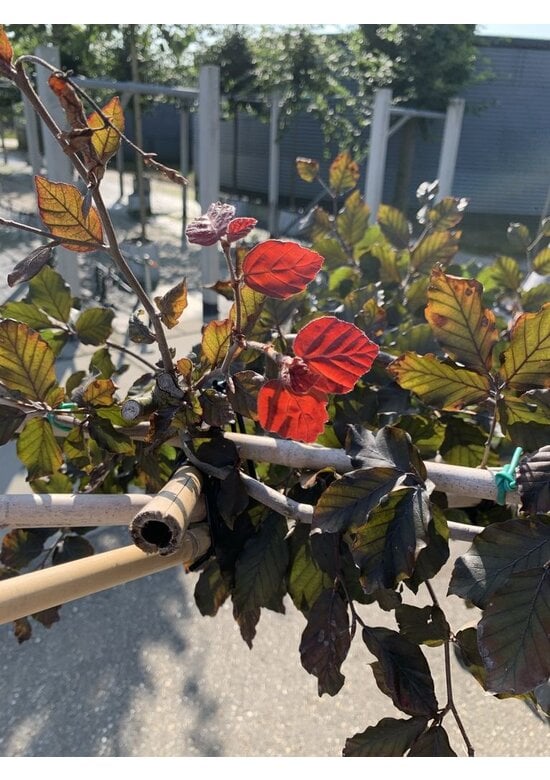 Blutbuche - Spalierbaum | Fagus sylvatica 'Purpurea'