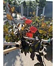 Blutbuche - Spalierbaum | Fagus sylvatica 'Purpurea' Blutbuche - Spalierbaum | Fagus sylvatica 'Purpurea'