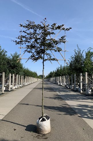 Blutbuche - Spalierbaum | Fagus sylvatica 'Purpurea'