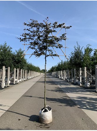 Blutbuche Spalierbaum Kaufen | mit 3 Jahren Garantie - Venovi
