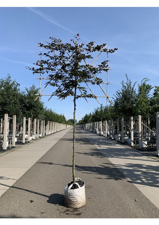 Blutbuche - Spalierbaum | Fagus sylvatica 'Purpurea'