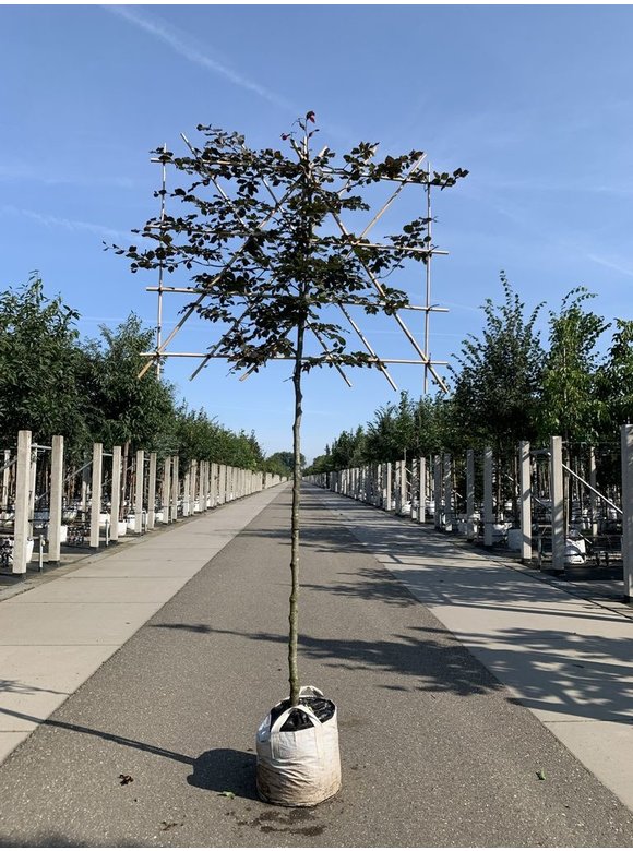 Blutbuche - Spalierbaum | Fagus sylvatica 'Purpurea' Blutbuche - Spalierbaum | Fagus sylvatica 'Purpurea'