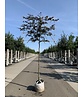 Blutbuche - Spalierbaum | Fagus sylvatica 'Purpurea' Blutbuche - Spalierbaum | Fagus sylvatica 'Purpurea'