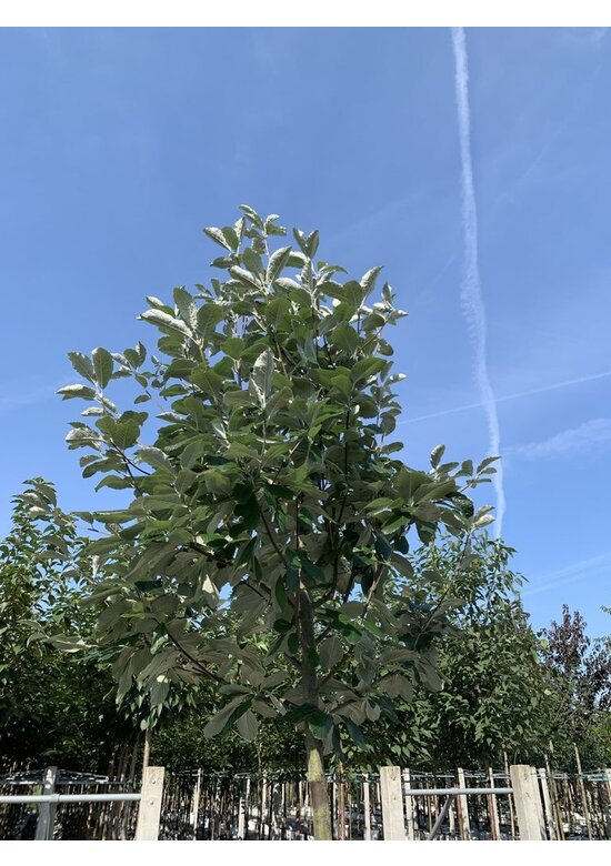 Breitblättrige Mehlbeere 'Henk Vink' | Sorbus latifolia 'Henk Vink' Breitblättrige Mehlbeere 'Henk Vink' | Sorbus latifolia 'Henk Vink'