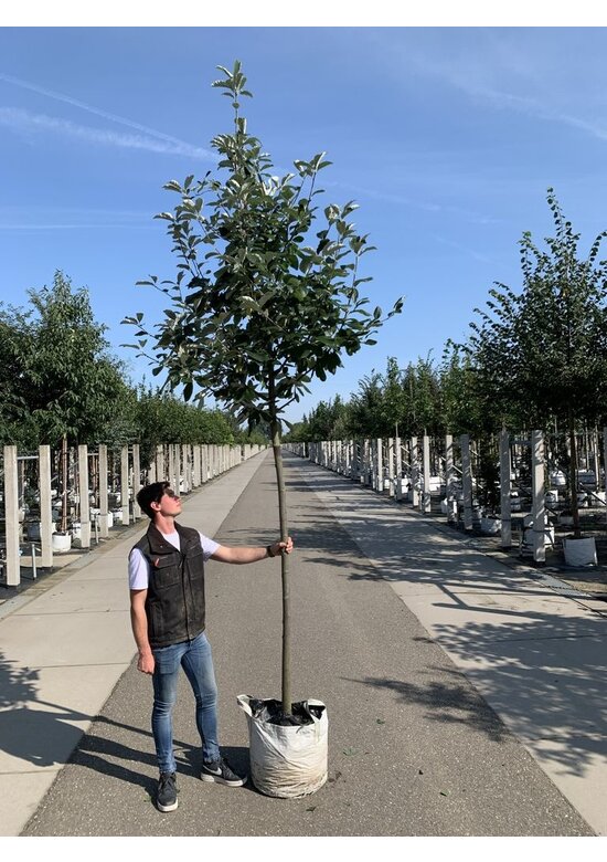Breitblättrige Mehlbeere 'Henk Vink' | Sorbus latifolia 'Henk Vink'