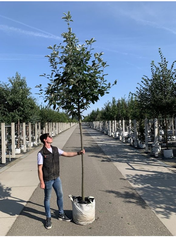 Breitblättrige Mehlbeere 'Henk Vink' | Sorbus latifolia 'Henk Vink' Breitblättrige Mehlbeere 'Henk Vink' | Sorbus latifolia 'Henk Vink'