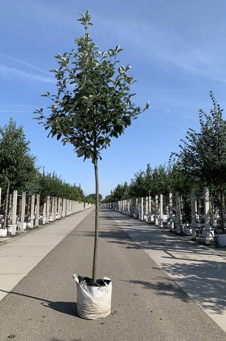 Breitblättrige Mehlbeere 'Henk Vink' | Sorbus latifolia 'Henk Vink'