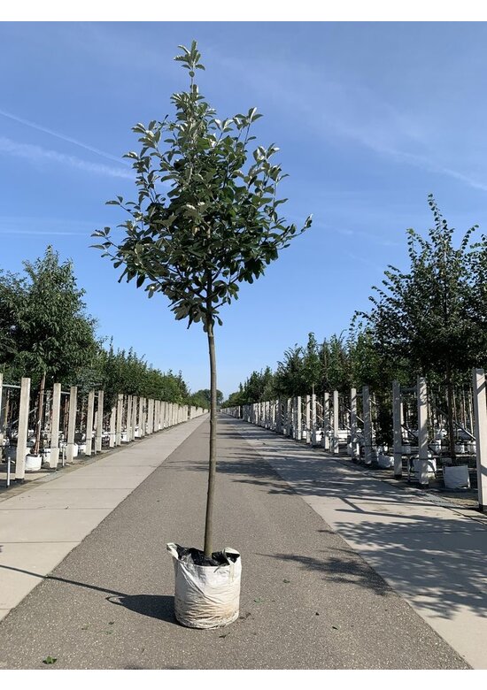 Breitblättrige Mehlbeere 'Henk Vink' | Sorbus latifolia 'Henk Vink'