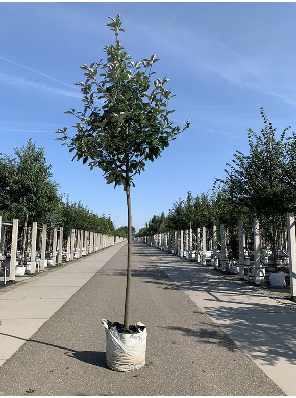 Breitblättrige Mehlbeere 'Henk Vink' | Sorbus latifolia 'Henk Vink' Breitblättrige Mehlbeere 'Henk Vink' | Sorbus latifolia 'Henk Vink'