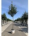 Breitblättrige Mehlbeere 'Henk Vink' | Sorbus latifolia 'Henk Vink'