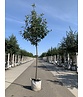 Breitblättrige Mehlbeere 'Henk Vink' | Sorbus latifolia 'Henk Vink'