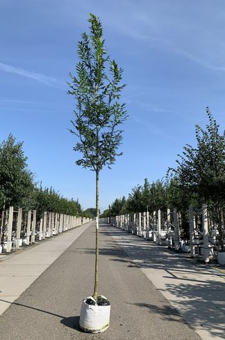 Straßenesche 'Westhof's Glorie' | Fraxinus excelsior 'Westhof's Glorie' Straßenesche 'Westhof's Glorie' | Fraxinus excelsior 'Westhof's Glorie'