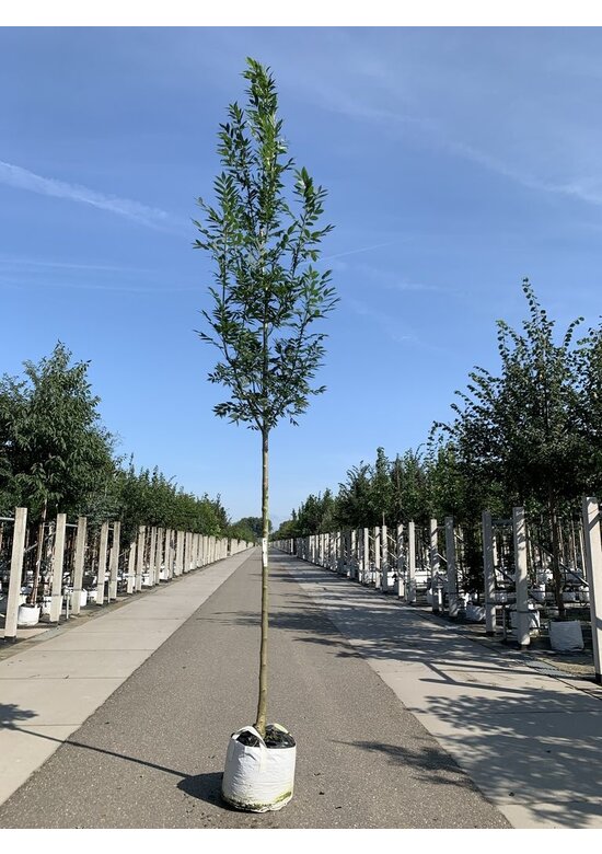 Straßenesche 'Westhof's Glorie' | Fraxinus excelsior 'Westhof's Glorie'