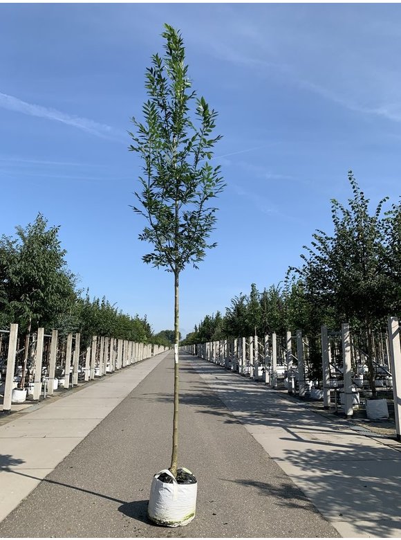 Straßenesche 'Westhof's Glorie' | Fraxinus excelsior 'Westhof's Glorie' Straßenesche 'Westhof's Glorie' | Fraxinus excelsior 'Westhof's Glorie'