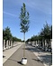 Venovi GmbH Straßenesche 'Westhof's Glorie' | Fraxinus excelsior 'Westhof's Glorie'