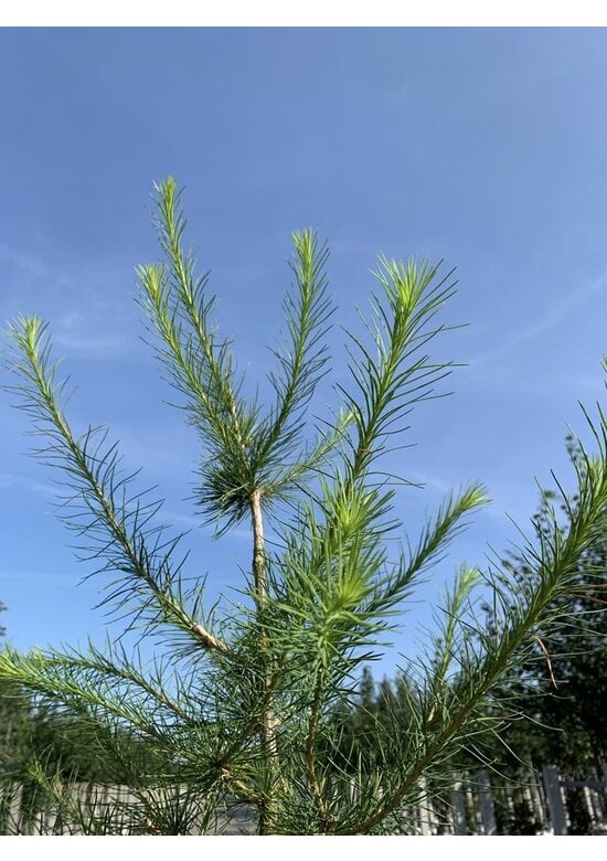 Europäische Lärche | Larix decidua