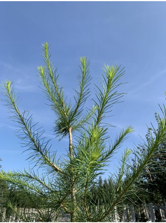 Europäische Lärche | Larix decidua Europäische Lärche | Larix decidua