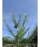Europäische Lärche | Larix decidua