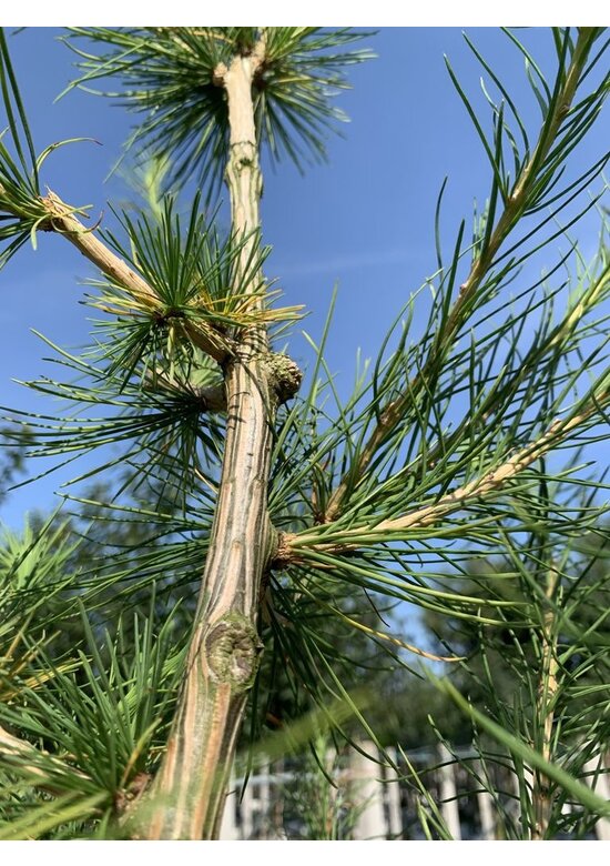 Europäische Lärche | Larix decidua