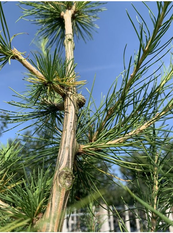 Europäische Lärche | Larix decidua Europäische Lärche | Larix decidua