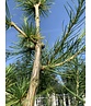 Europäische Lärche | Larix decidua