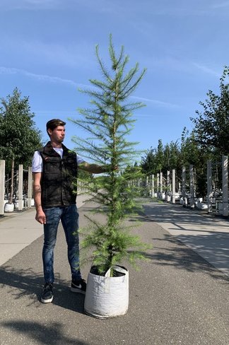 Europäische Lärche | Larix decidua