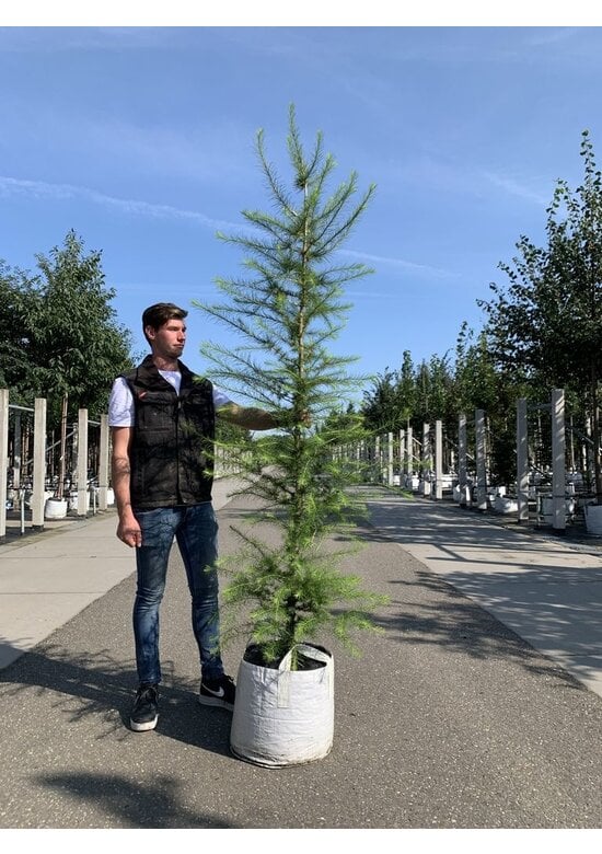 Europäische Lärche | Larix decidua