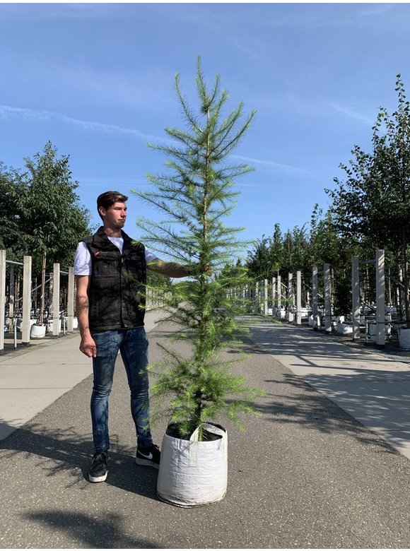 Europäische Lärche | Larix decidua Europäische Lärche | Larix decidua