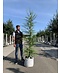 Europäische Lärche | Larix decidua