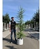 Europäische Lärche | Larix decidua