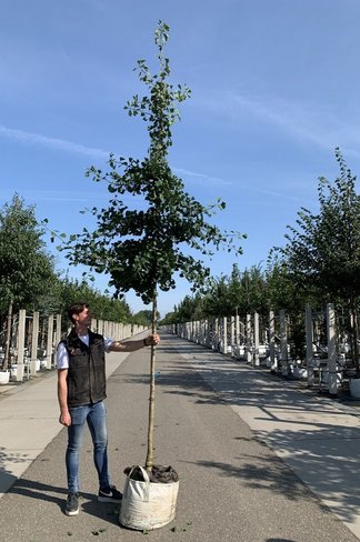 Ginkgo 'Princeton Sentry' | Ginkgo biloba 'Princeton Sentry'