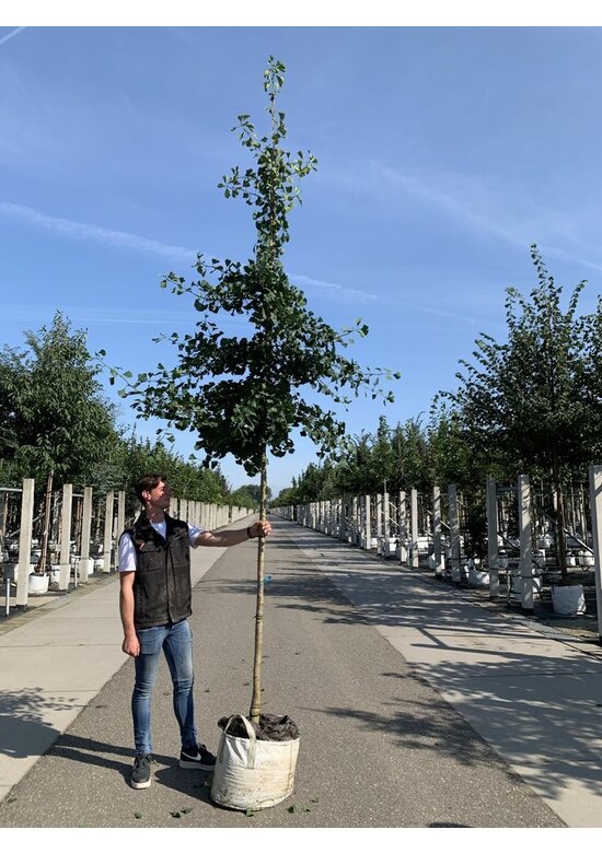 Ginkgobaum - Fächerblattbaum 'Princeton Sentry' | Ginkgo biloba 'Princeton Sentry'