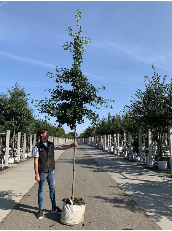 Ginkgobaum - Fächerblattbaum 'Princeton Sentry' | Ginkgo biloba 'Princeton Sentry' Ginkgobaum - Fächerblattbaum 'Princeton Sentry' | Ginkgo biloba 'Princeton Sentry'