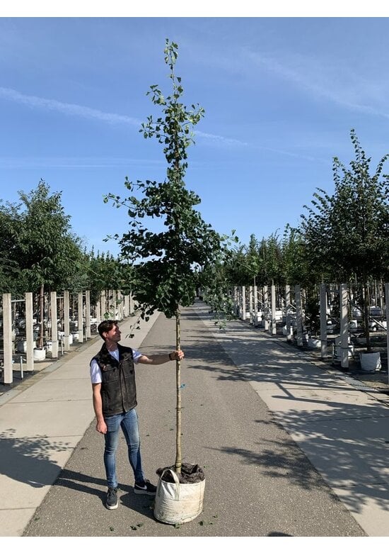 Ginkgo 'Princeton Sentry' | Ginkgo biloba 'Princeton Sentry'