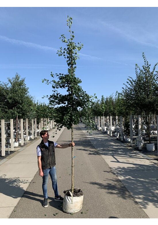 Ginkgobaum - Fächerblattbaum 'Princeton Sentry' | Ginkgo biloba 'Princeton Sentry'
