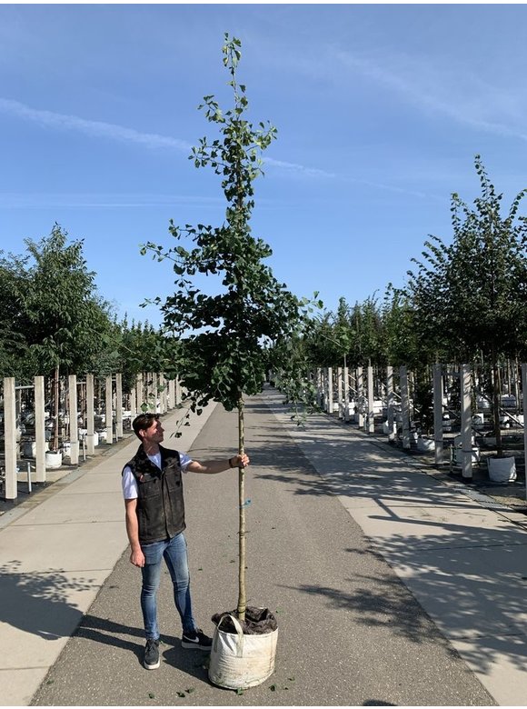 Ginkgobaum - Fächerblattbaum 'Princeton Sentry' | Ginkgo biloba 'Princeton Sentry' Ginkgobaum - Fächerblattbaum 'Princeton Sentry' | Ginkgo biloba 'Princeton Sentry'