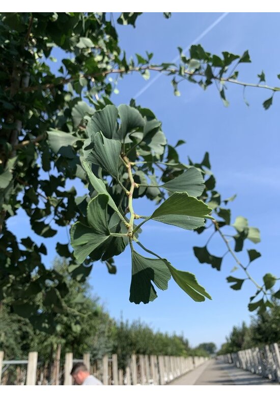 Ginkgobaum - Fächerblattbaum 'Princeton Sentry' | Ginkgo biloba 'Princeton Sentry'